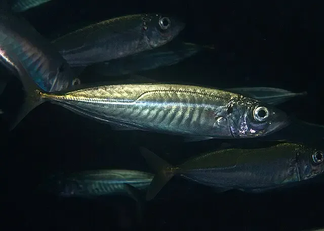 A school of Pacific Mackerel swimming in dark waters.